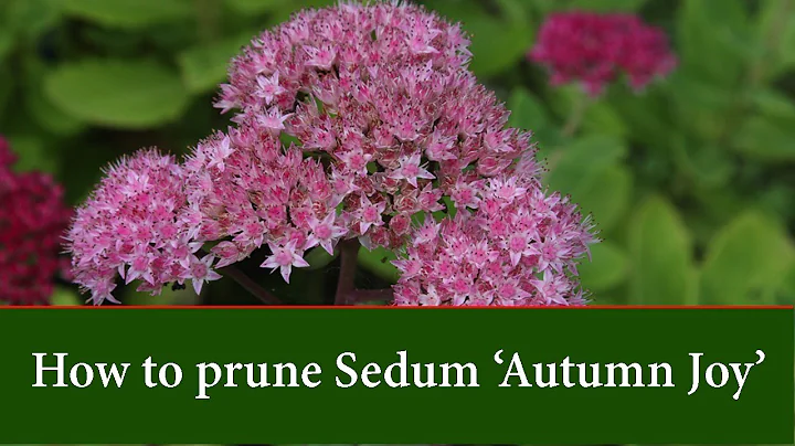 How to Prune Sedum 'Autumn Joy'