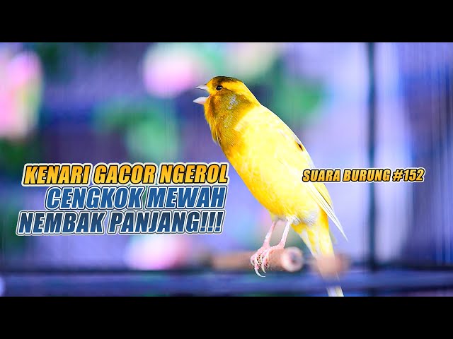 SUARA BURUNG |152| Kenari GACOR PANJANG INI Cocok untuk Masteran KENARI PAUD dan Kenari Macet BUNYI class=