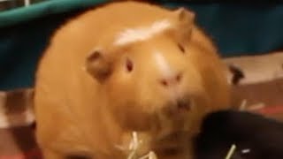 Guinea pig mating call