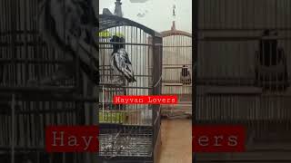 Download Lagu Suara Jagal Papua Gacor MP3 Download Lagu Suara Jagal Papua Gacor MP3