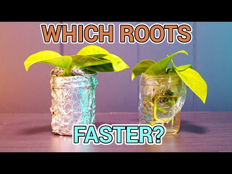 वीडियो: क्या पौधों को अंधेरा चाहिए?