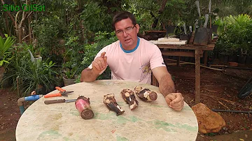 Como fazer mudas de banana?