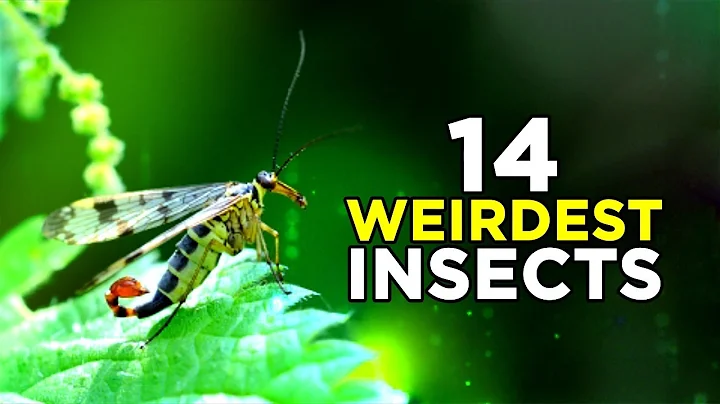 14 WEIRDEST INSECTS you didn't know EXIST