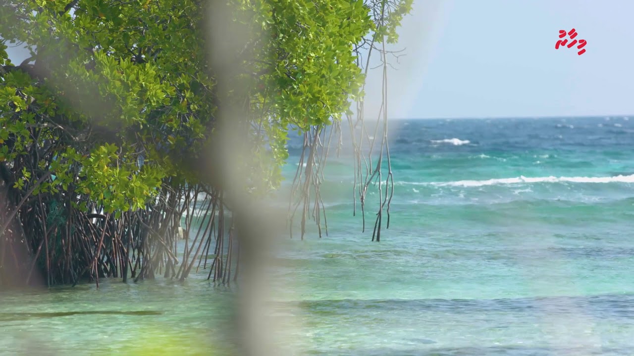 Why is Coastal Vegetation so Important to the Maldives' Survival?