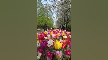🌷 Keukenhof 2025🌷 Wonder Gardens Lisse