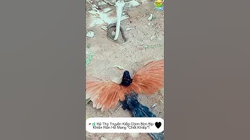 🐍 Rắn Hổ Mang Chịu Khuất Phục Trước Chim Bìm Bịp 🦜