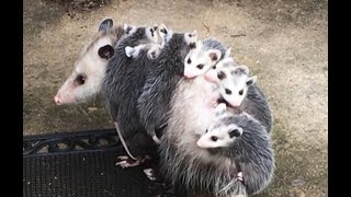 Opossum Babies Hitch Ride on Mom's Back in Pennsylvania Backyard