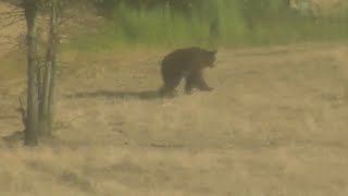 Bear spotted in Roseville, Rocklin