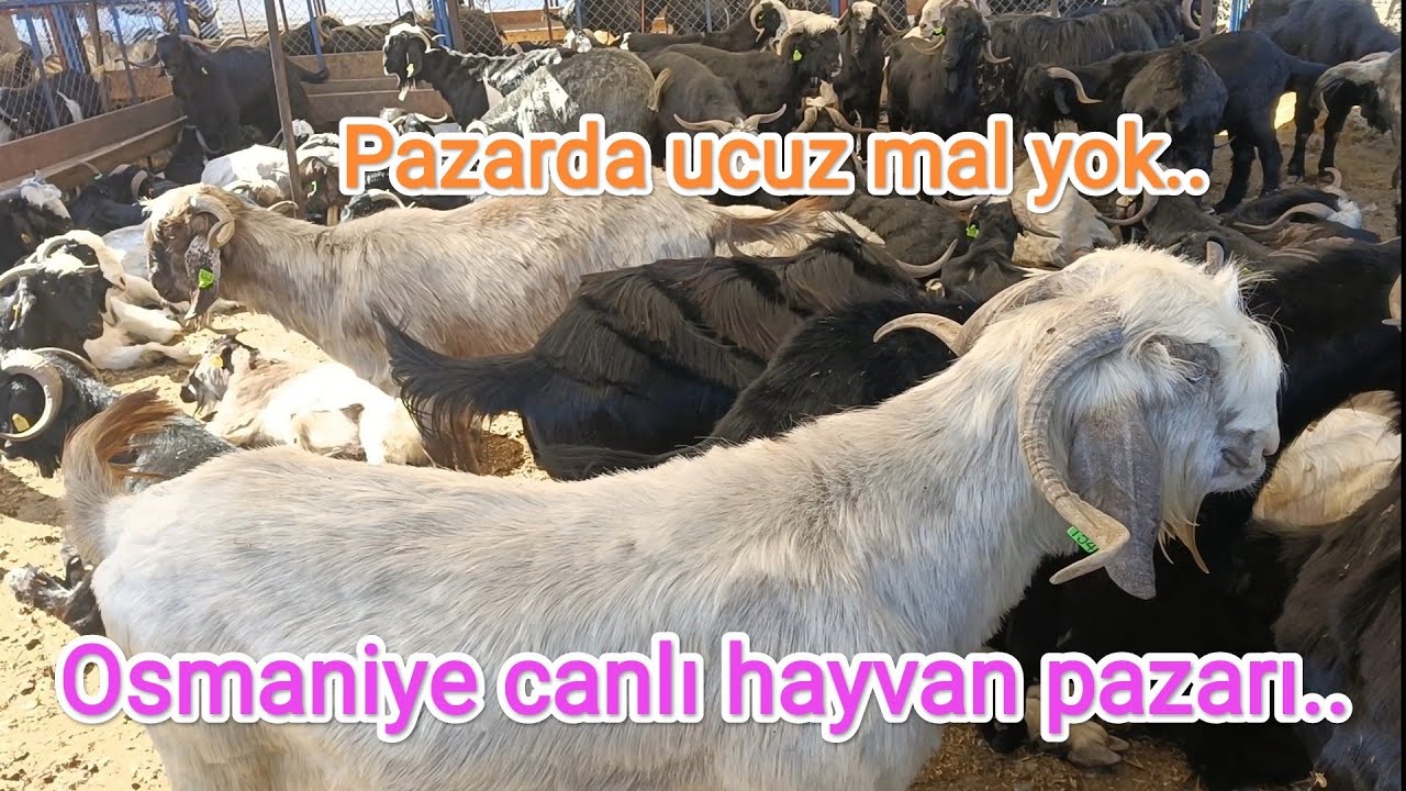Osmaniye canlı hayvan pazarı.. Zurna çalarak kurbanlık pazarlığı..