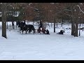 It's A Snow Day with Draft Horses!