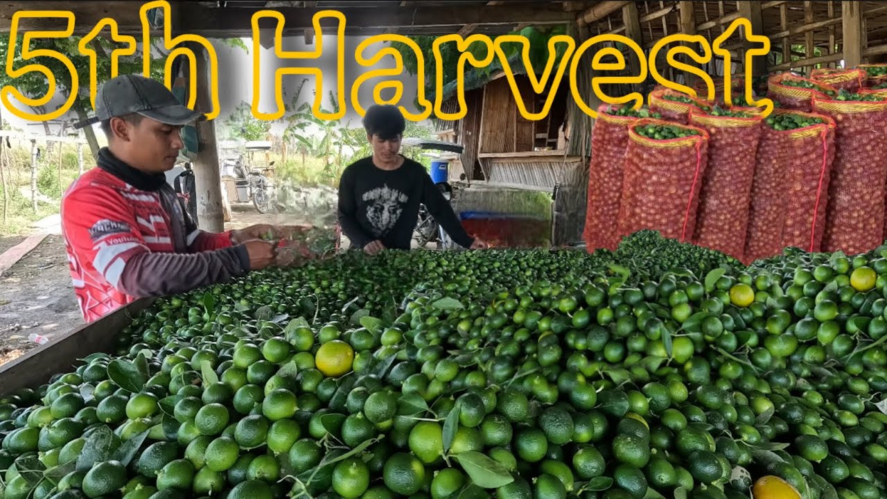 DAY 5 NAGBABABAG PA DIN SA BUNGA