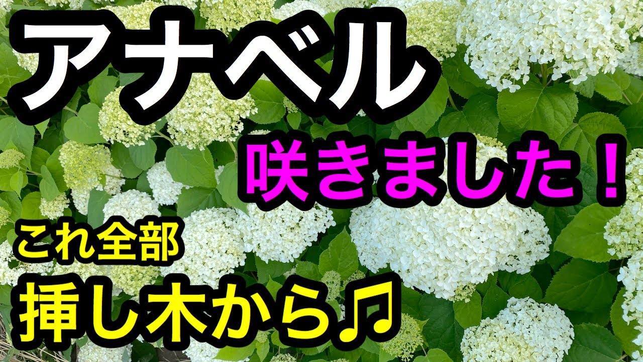 アナベル咲いたよ その他お花も紹介します Youtube