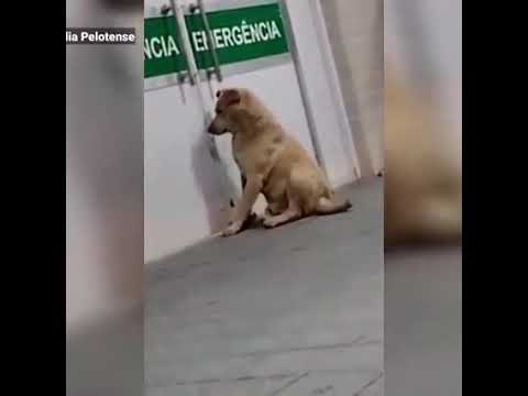 ABCD Jornal -  Cachorro chora esperando dono em porta de hospital