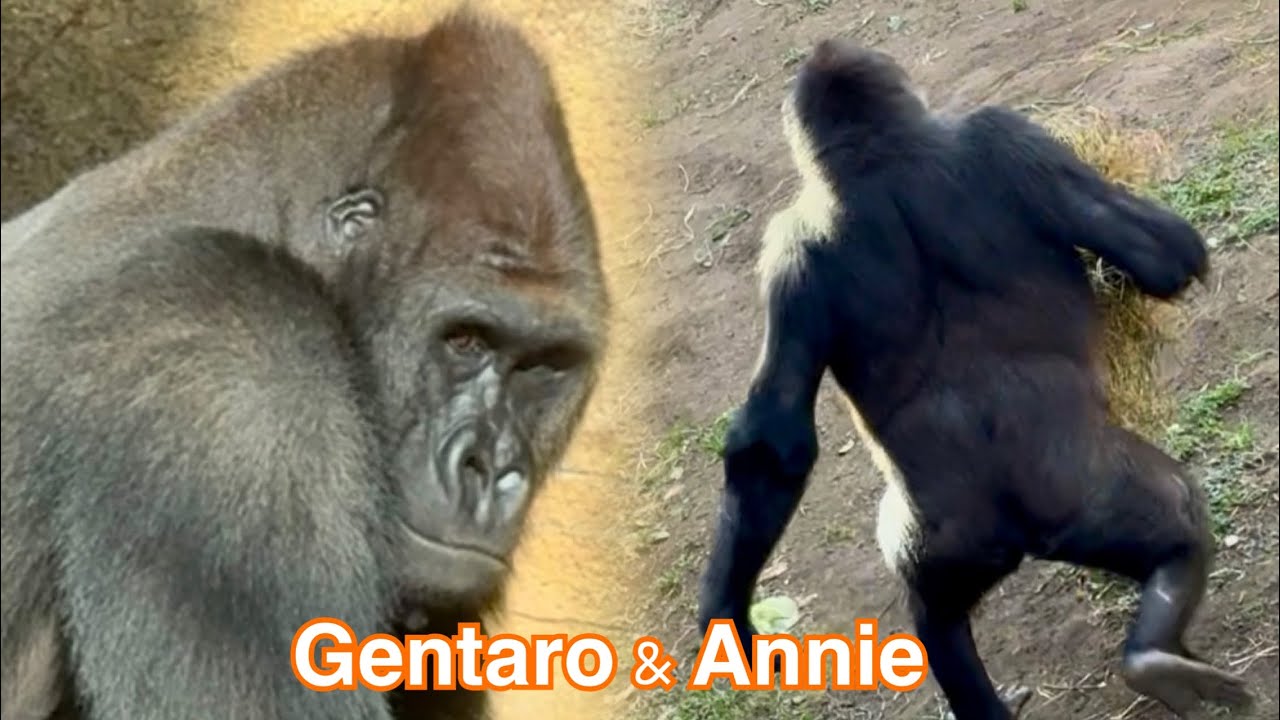 🤗Annie may be carrying food to a room where she can see Gentaro and eating it殆ど部屋に持ち帰り食べるアニー