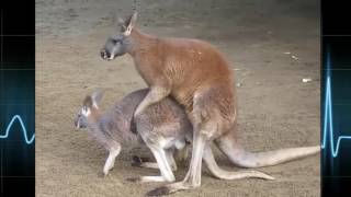 Funny Animal   Animal Mating Best Moment Compilation 2016