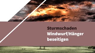 Windwurf - Hänger Auf Öffentlichen Weg Beseitigen