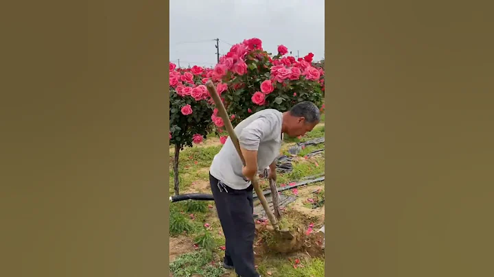 beautiful rose flower garden 😍 | #music #love #flowers #rosecaring #gardenflowers #nature thumbnail