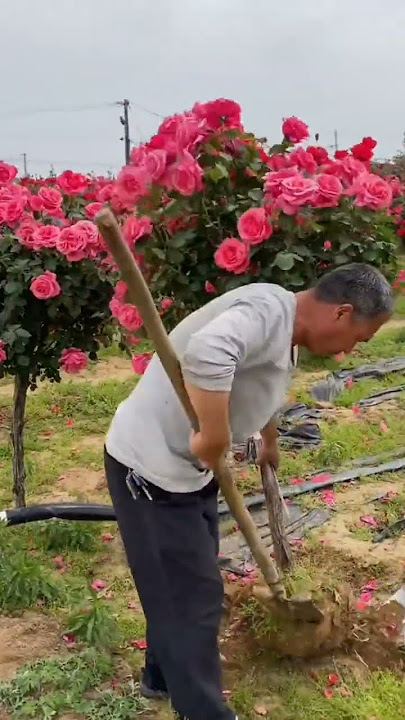 beautiful rose flower garden 😍 | #music #love #flowers #rosecaring #gardenflowers #nature