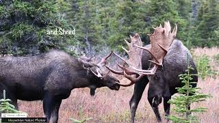 A Dynasty of Moose, the Original Nine Big Bulls Moose Part 2  #bullmoose