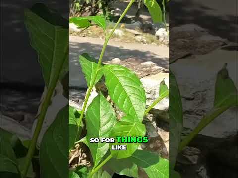 Guinea Hen Weed: Natural Anti-Inflammatory and Fever Remedy #shorts