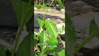 Guinea Hen Weed: Natural Anti-Inflammatory and Fever Remedy #shorts