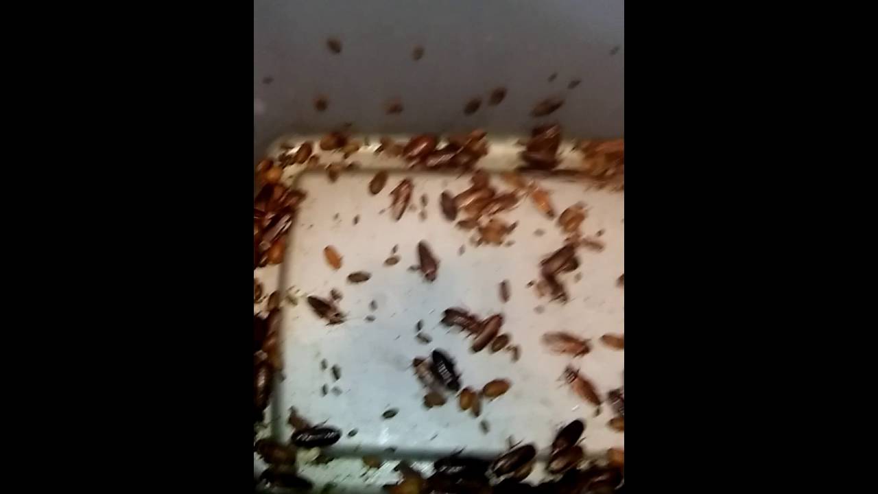 Dubia roach habitat tips YouTube