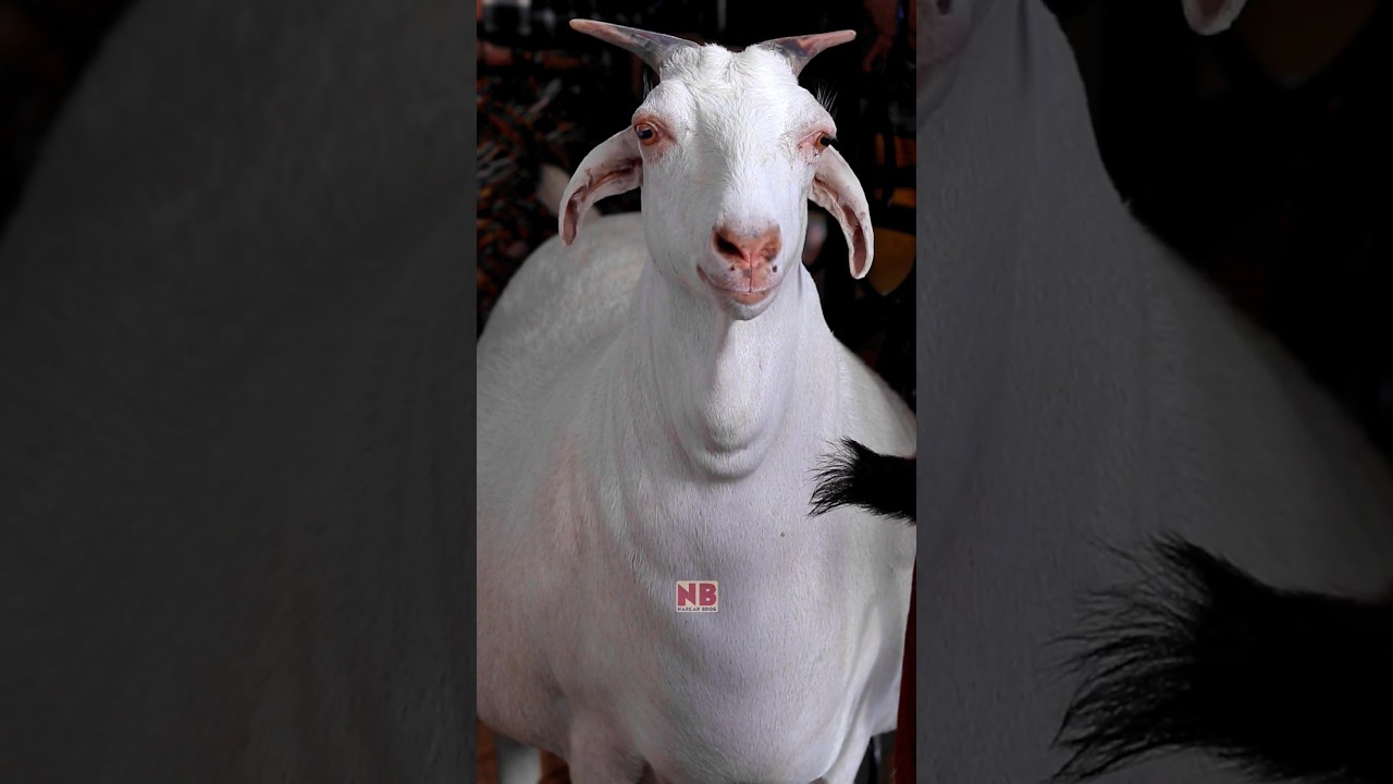 Heaviest Barbari Goat 💯😍