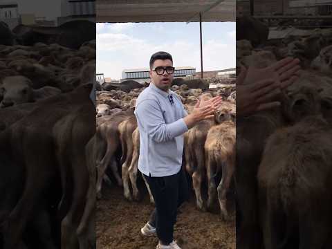 عجول بتلو