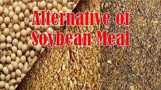 Best Alternative Of Soybean Meal For Making Poultry Feed Low Cost Feed Formulation Chicken Feed