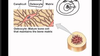 Ch 6 Characteristics of Bone.mp4