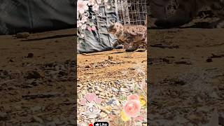 A cat run gone wrong #kidschannel #catshorts #funwithanimals #Israel