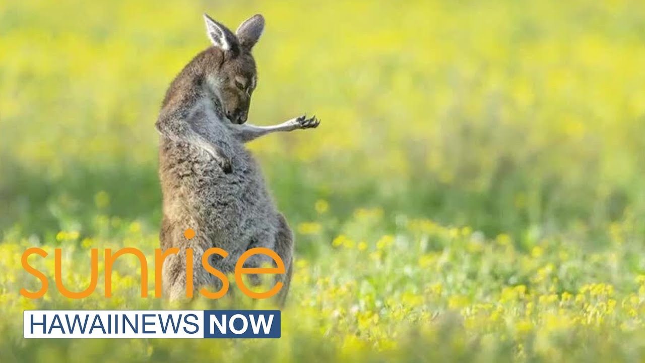 What's Trending: Comedic wildlife photo winners, lottery winning mistake