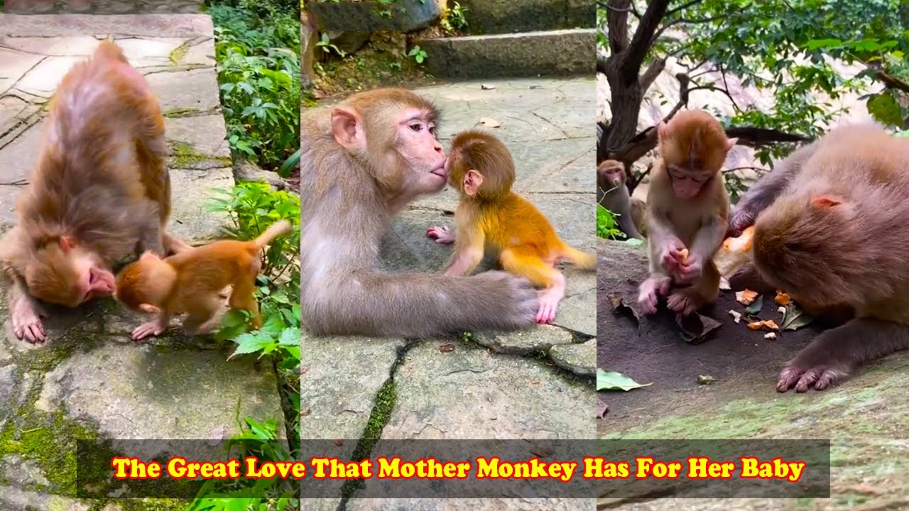 OMG! Never Seen Before... The Great Love That Mother Monkey Has For Her ...
