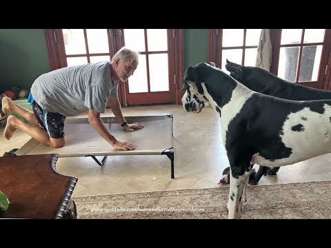 funny-introduction-of-great-danes-to-an-elevated-bed