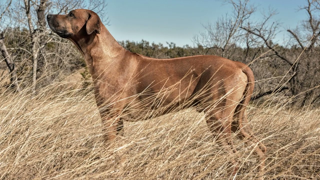 Suwedi Ridgebacks Rhodesian Ridgebacks En Chasse Éleveurs De Rhodesian Ridgeback Et