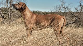 Rhodesian Ridgeback Puppies for sale 2024