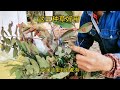 大猪小猪拉稀都可以用松针 石榴叶 四耳果树叶煮水喂很好 展开 大猪小猪拉稀都可以用松针 石榴叶 四耳果树叶煮水喂很好 展开