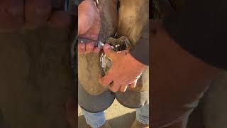 Donโt forget about the central sulcus! #A5ranch #RichAffonso #farrier #satisfying #asmr