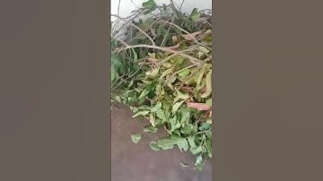 TẦM GỬI GẠO TÍA TƯƠI RỪNG LAI CHÂU              shopee.vn/ea1ml7mg30