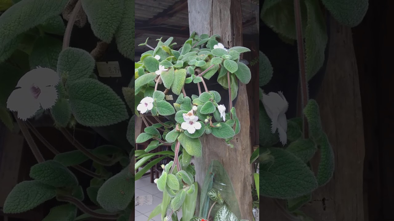 Minhas epicias e minhas alamandas e mais algumas