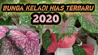 Bunga Keladi Hiasbunga Keladi Viralbunga Keladi Cantik
