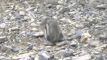 Scree Skiing on Mount Yamnuska