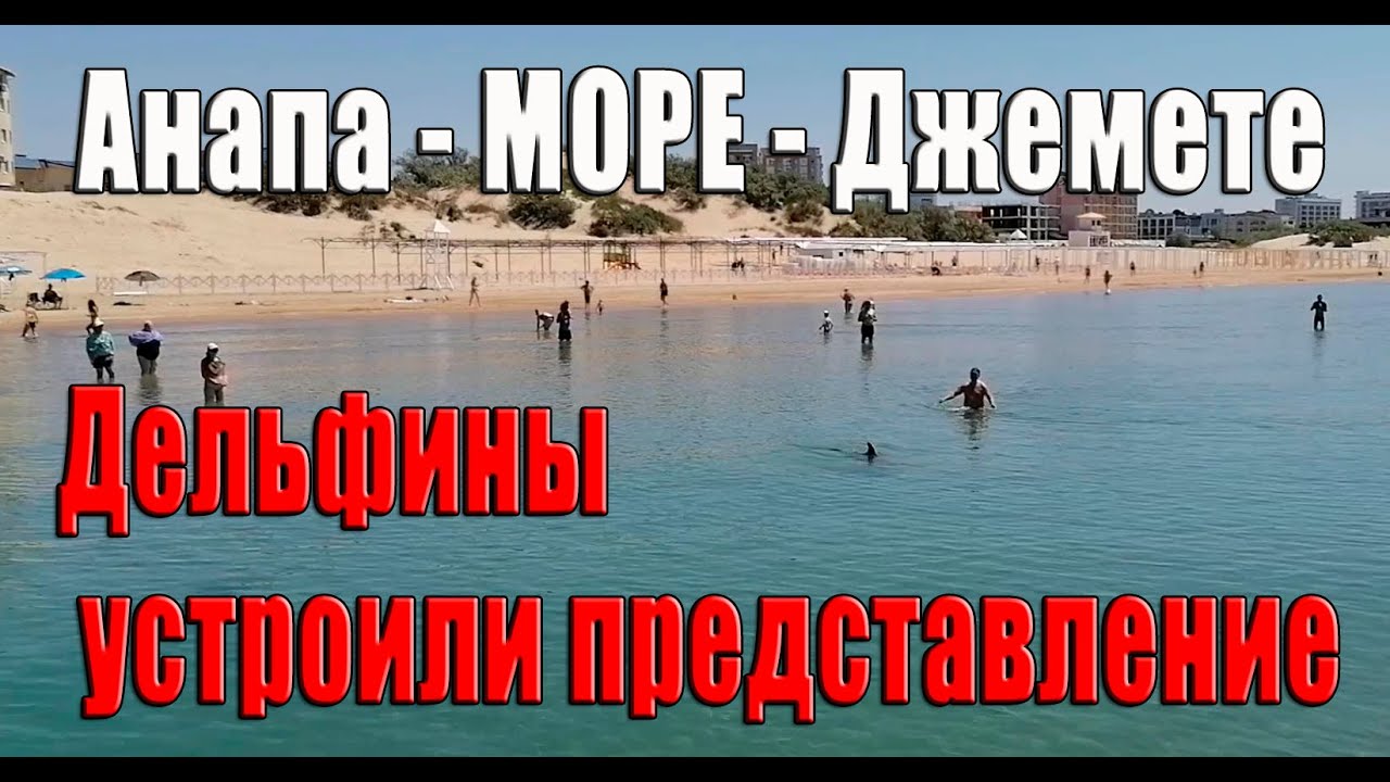 Дельфины в витязево на пляже 2022. Дельфины в витязево. Дельфины в витязево. Анапский дельфинарий немо. Черное море анапа дельфины.