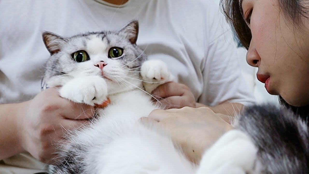 揭秘猫咪冷知识！猫咪也有肚脐眼？小猫咪没有隐私啦！｜花花与三猫 Cat Live