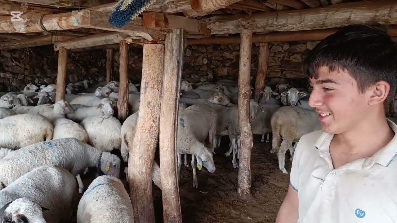 16 YAŞINDA YAYLADA TEK BAŞINA 200 KOYUN BAKIYOR/GENÇ ÇOBAN RAMAZAN 