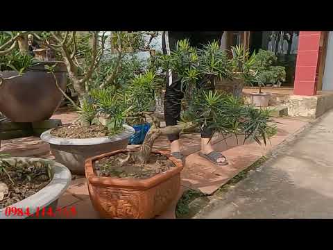 Video Tùng la hán bonsai | Tùng la hán để bàn | Giá:... - youtube