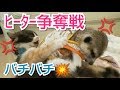 ミーアキャットVS猫～可愛い争奪戦(ꐦಠہಠ)٩(`ω´٩ꐦ)～ [ミーアキャット,メインクーン,スコティッシュフォールド]