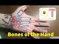 Bones of the Hand and How to Palpate Them