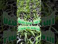 OzGrass Kikuyu Turf Plug Growth