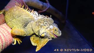 © 4К  Игуана обыкновенная или зеленая  Iguana iguana ⁄⁄ The green iguana, common iguana